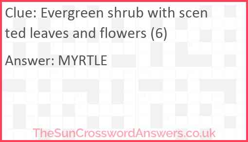 Evergreen shrub with scented leaves and flowers (6) Answer