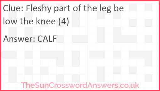 Fleshy part of the leg below the knee (4) Answer