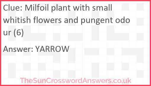 Milfoil plant with small whitish flowers and pungent odour (6) Answer