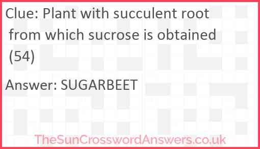 Plant with succulent root from which sucrose is obtained (54) Answer