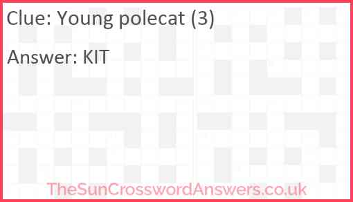 Young polecat (3) Answer